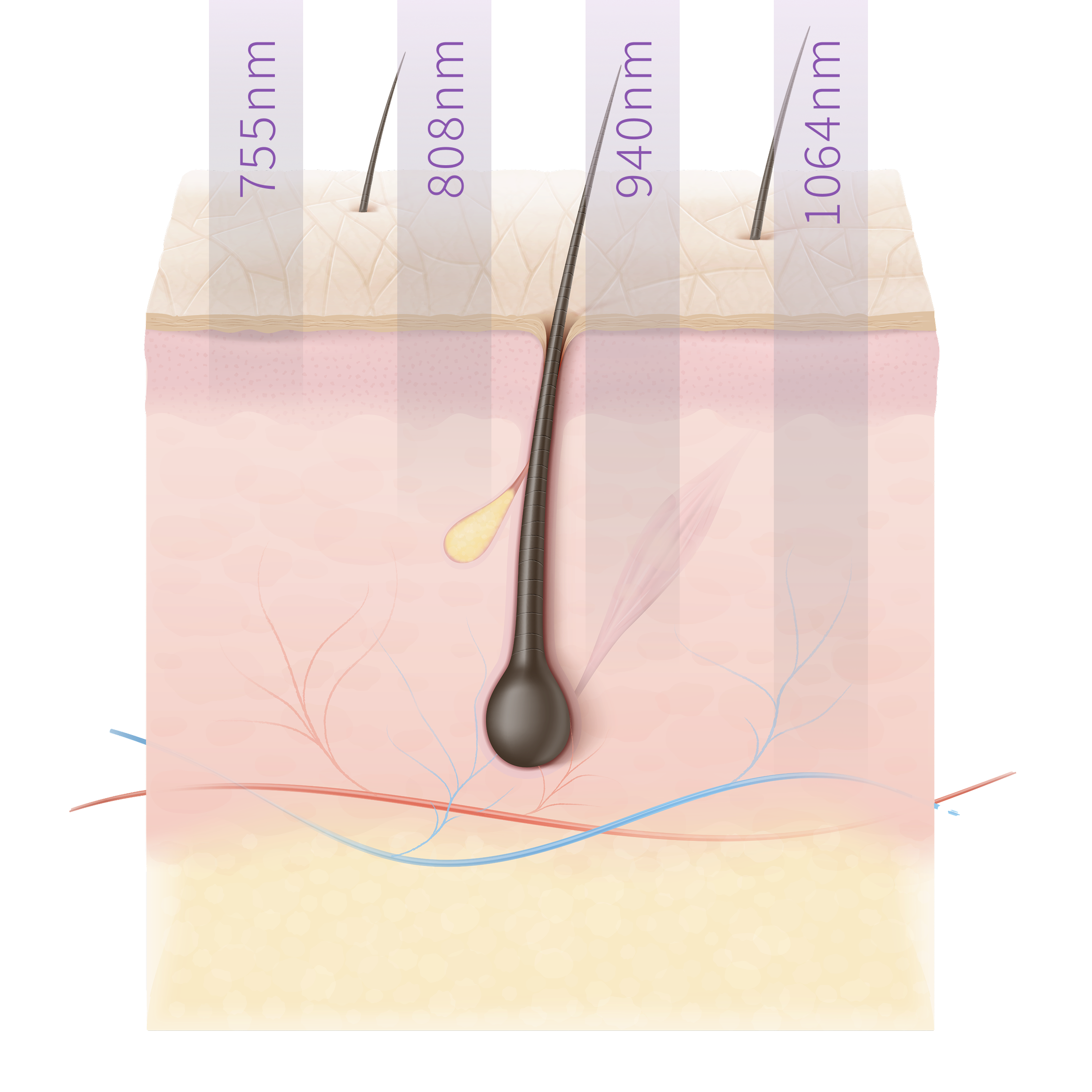 hairSkin